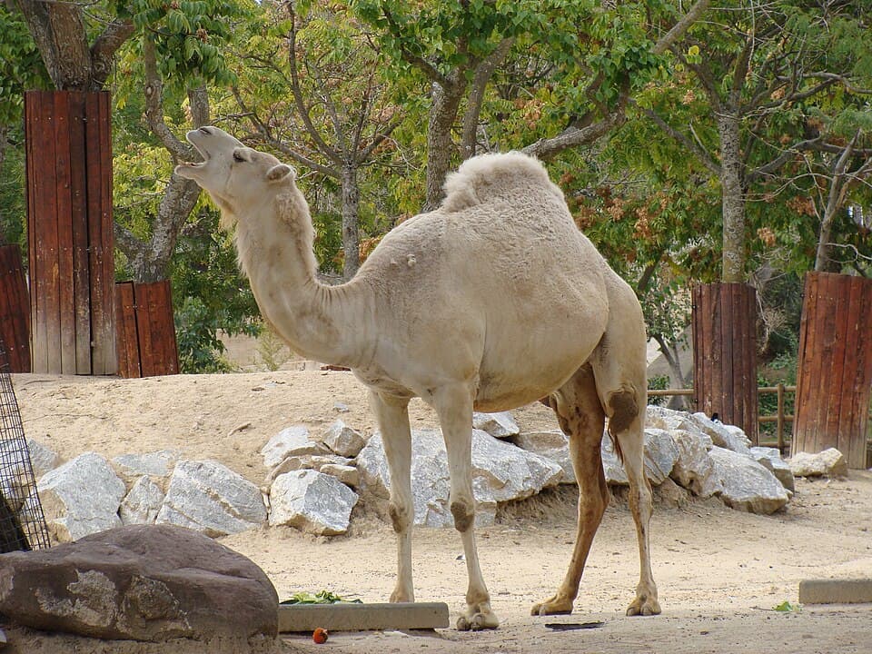 Camelus dromedarius.001 - Zoo Aquarium de Madrid.JPG