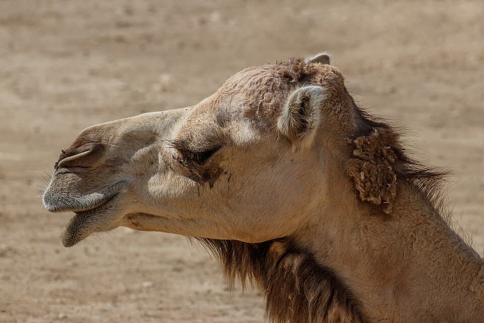 Camelus dromedarius - Réserve africaine de Sigean 01.jpg