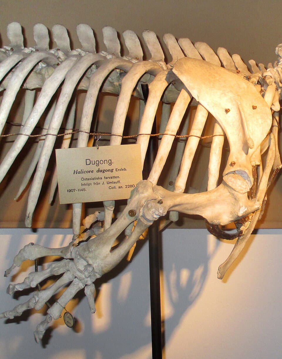 Dugong dugon limb bones (skeleton at Göteborgs Naturhistoriska Museum 7976).jpg