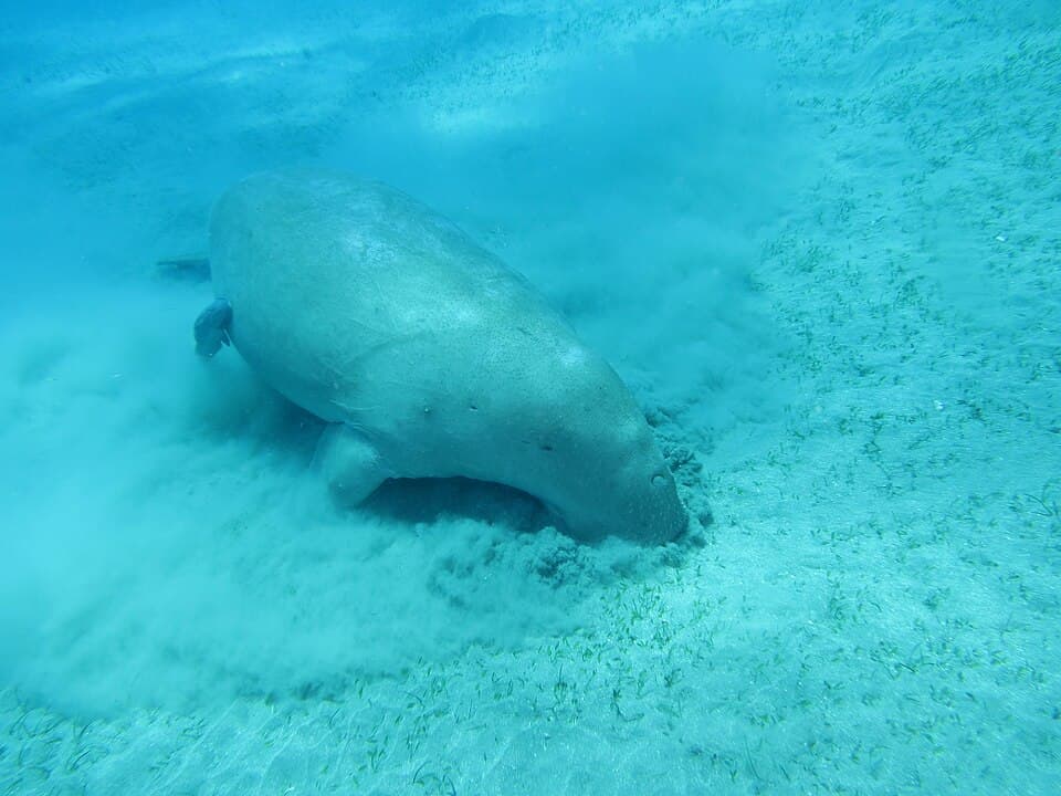 Dugong (Dugong dugon) (Ifremer 00617-72913).jpg