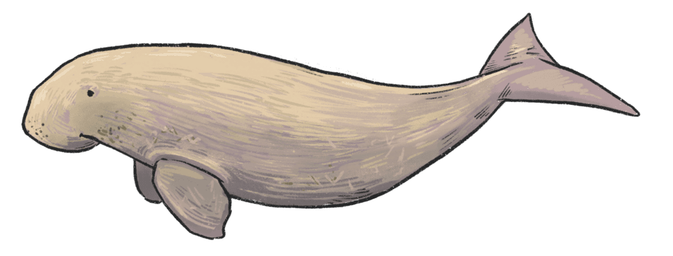 Dugong dugon Illustration.png