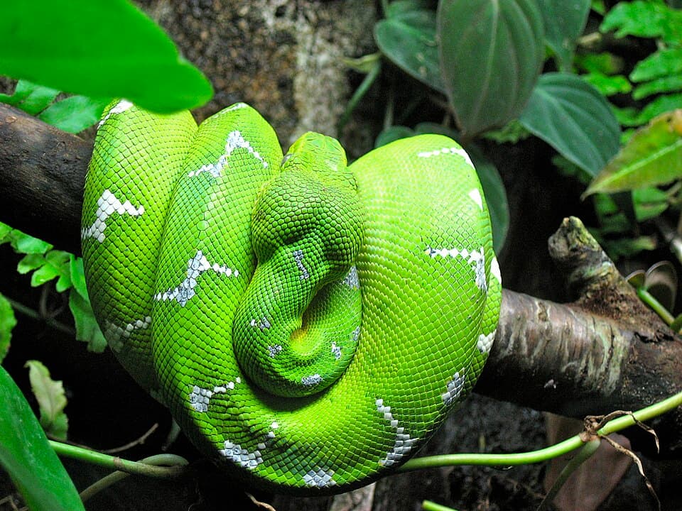 A photo of Emerald Tree Boa (Corallus caninus)