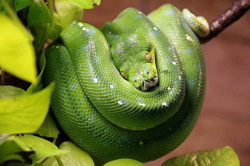 20130526 Morelia viridis 4900.jpg