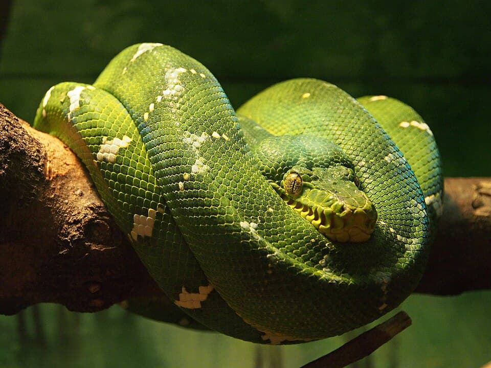 Emerald Tree Boa Corallus caninus.jpg