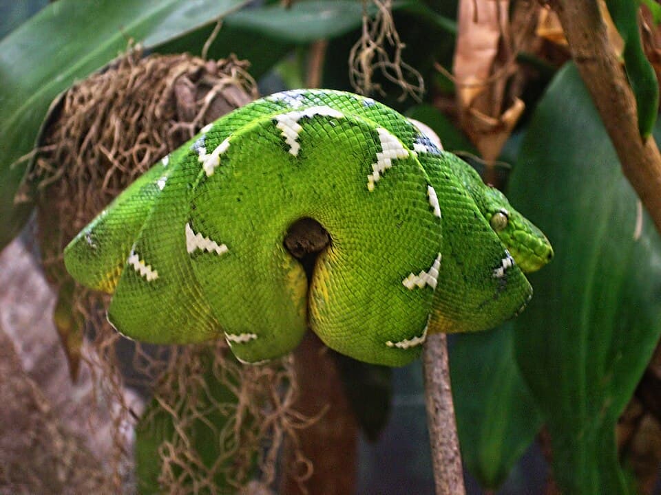 Emerald Tree Boa (Corallus caninus) at San Diego Zoo 2010-07-17.jpg