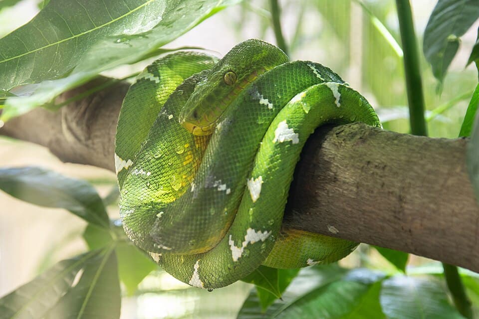 Corallus caninus 01.jpg