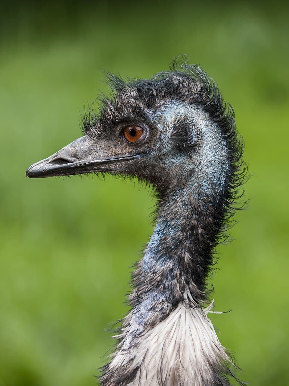 A photo of Emu (Dromaius novaehollandiae)
