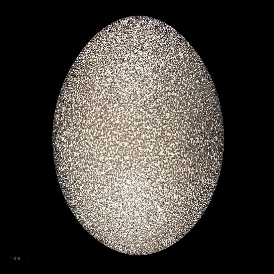 Dromaius novaehollandiae MHNT.ZOO.2010.11.1.7.jpg