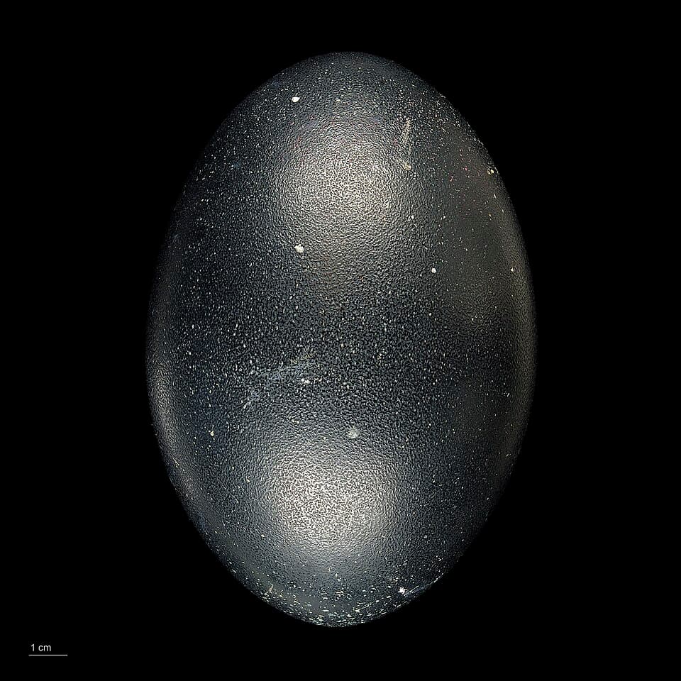 Dromaius novaehollandiae MHNT.ZOO.2010.11.1.8.jpg