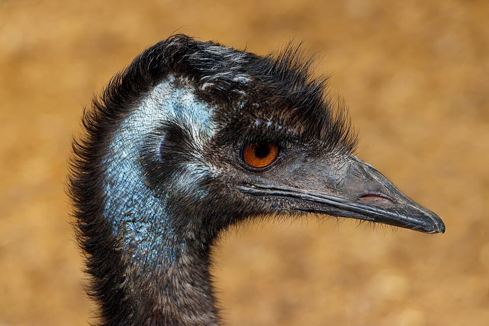 Dromaius novaehollandiae - Maroparque 01.jpg