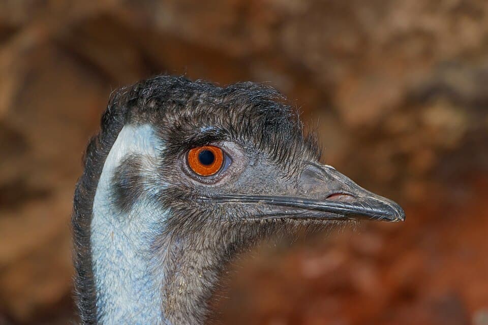 Dromaius novaehollandiae - Maroparque 02.jpg