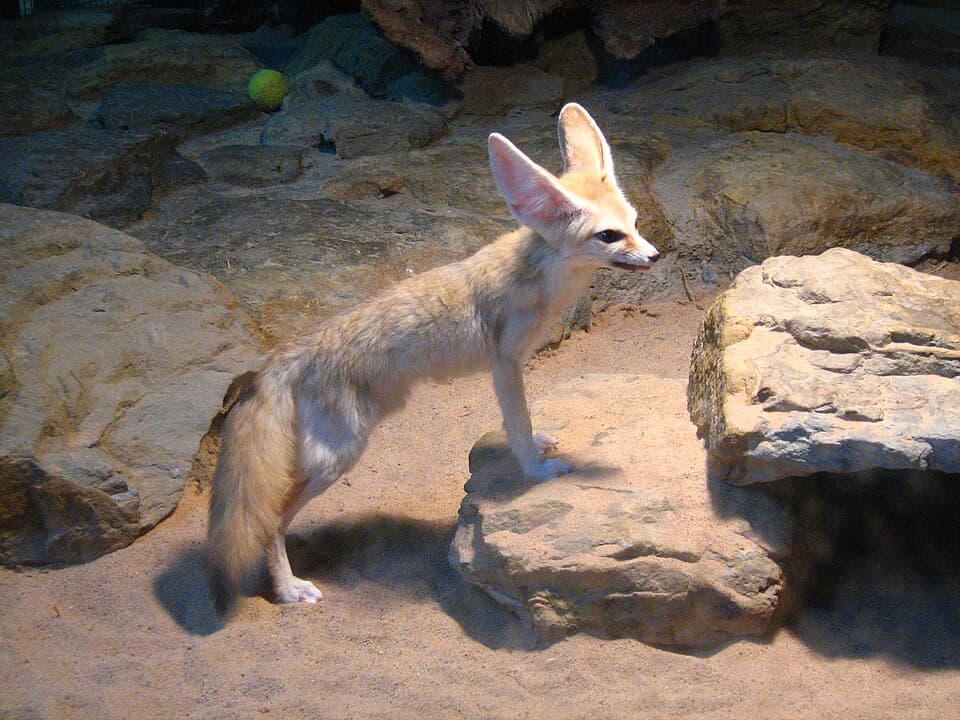 A photo of Fennec Fox (Vulpes zerda)