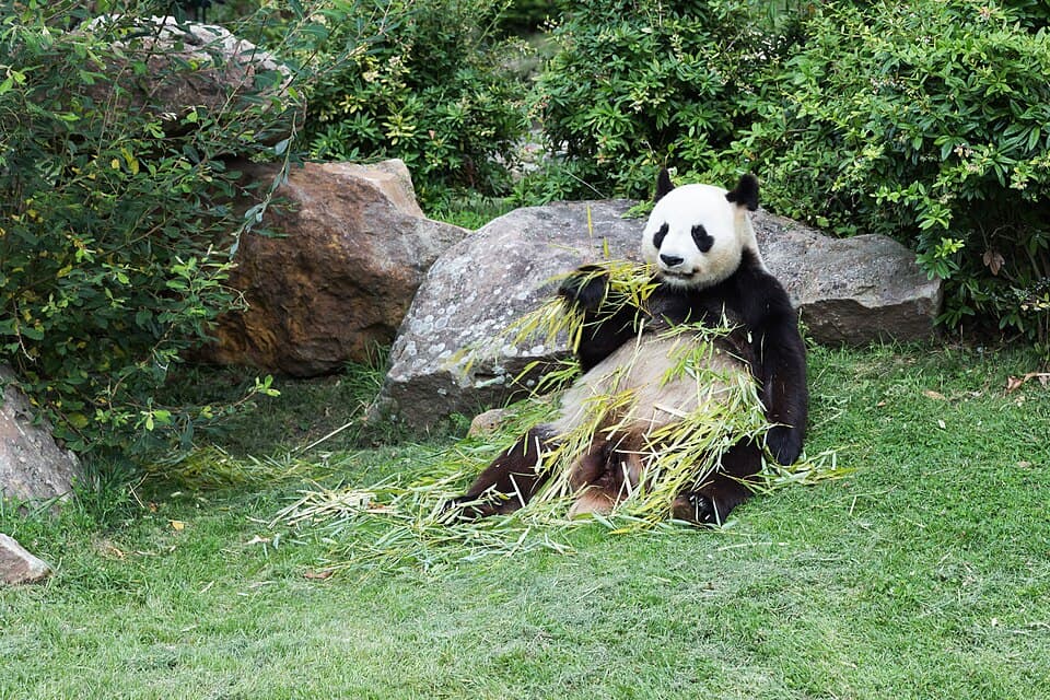 A photo of Giant Panda (Ailuropoda melanoleuca)