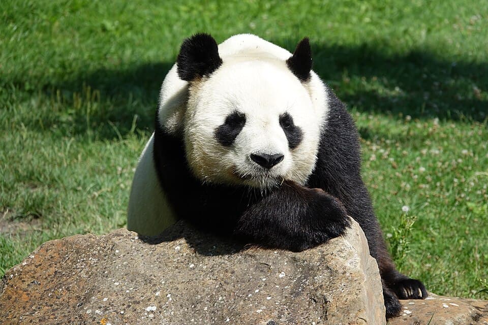 Panda géant (Ailuropoda melanoleuca) (1).jpg