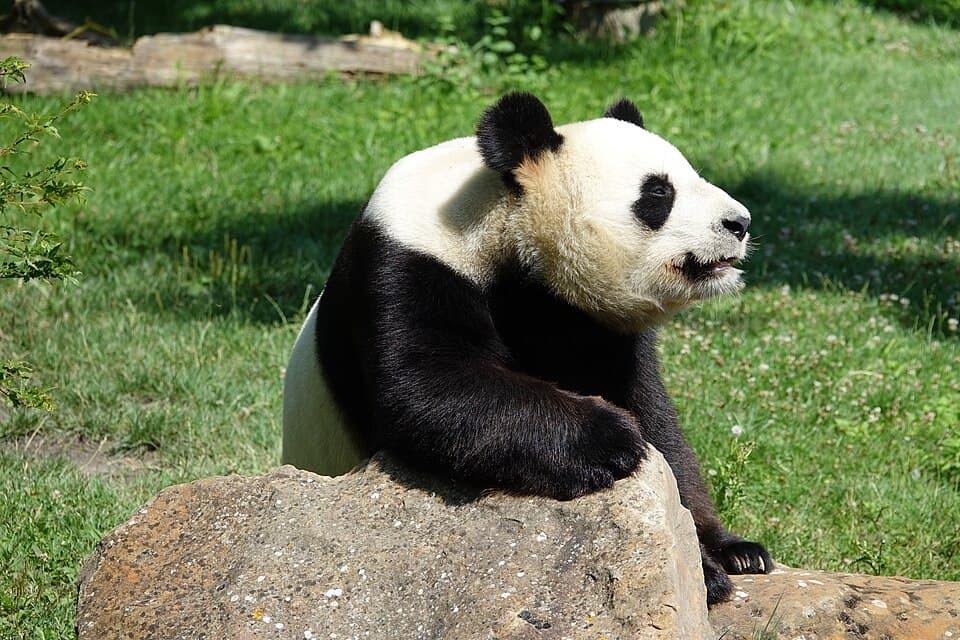 Panda géant (Ailuropoda melanoleuca) (2).jpg