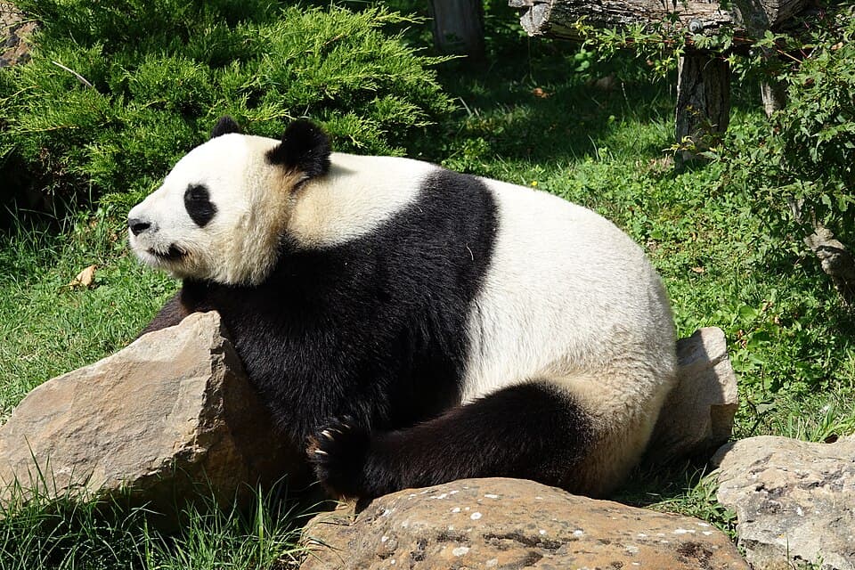 Panda géant (Ailuropoda melanoleuca) (3).jpg