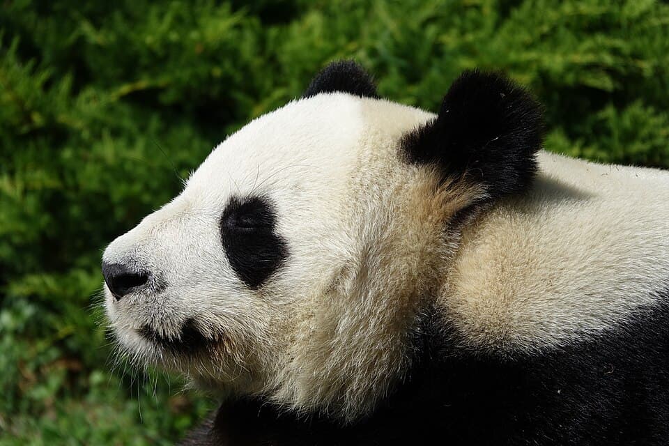 Panda géant - tête (Ailuropoda melanoleuca) (1).jpg
