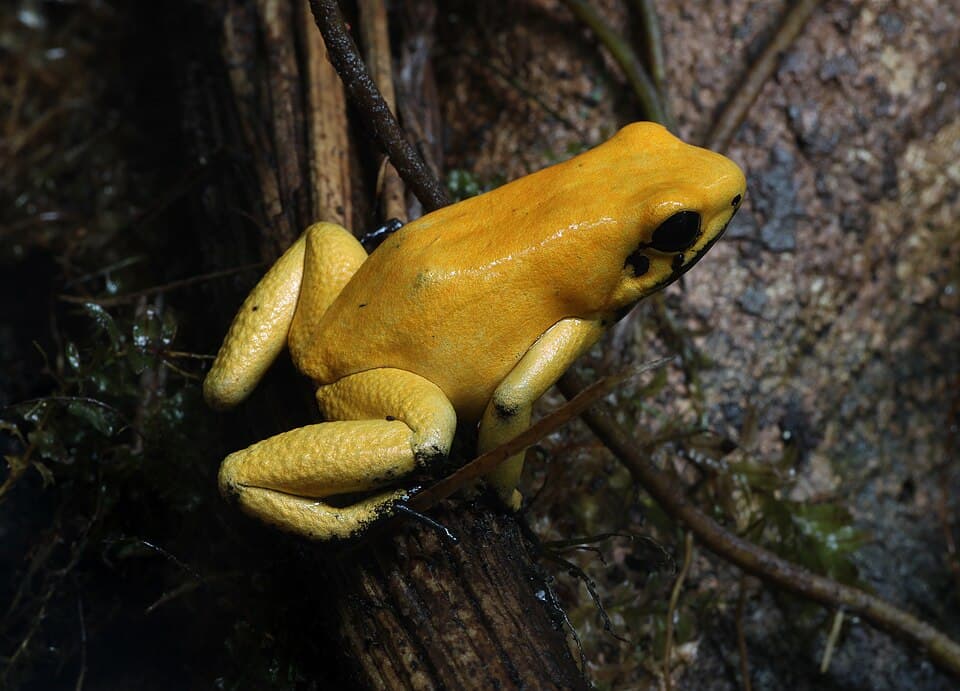 Schrecklicher Pfeilgiftfrosch Phyllobates terribilis.jpg