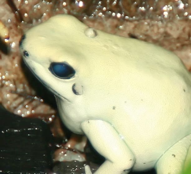Phyllobates terribilis 2zz.jpg