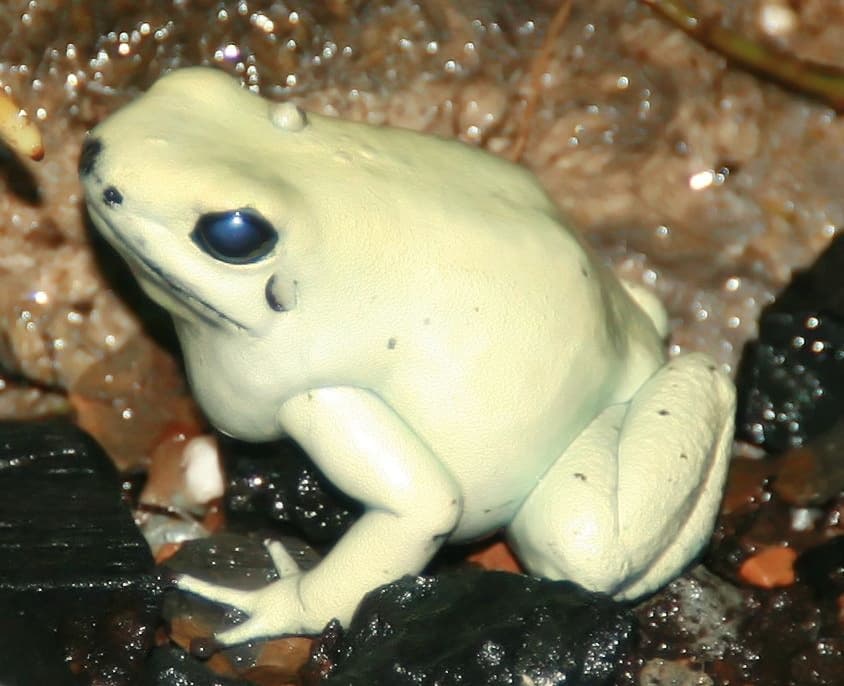 Phyllobates terribilis 3zz.jpg