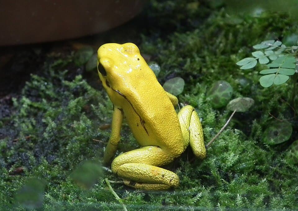 Phyllobates terribilis ZOO Lodz.jpg