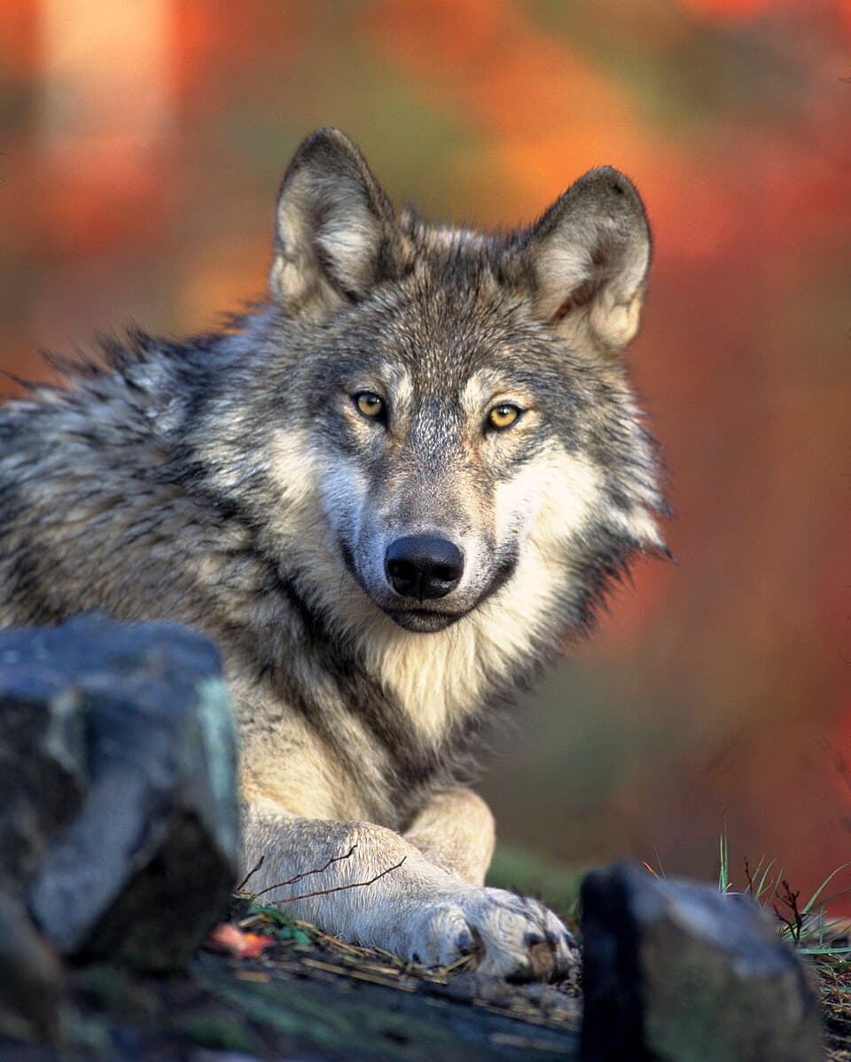 A photo of Gray Wolf (Canis lupus)