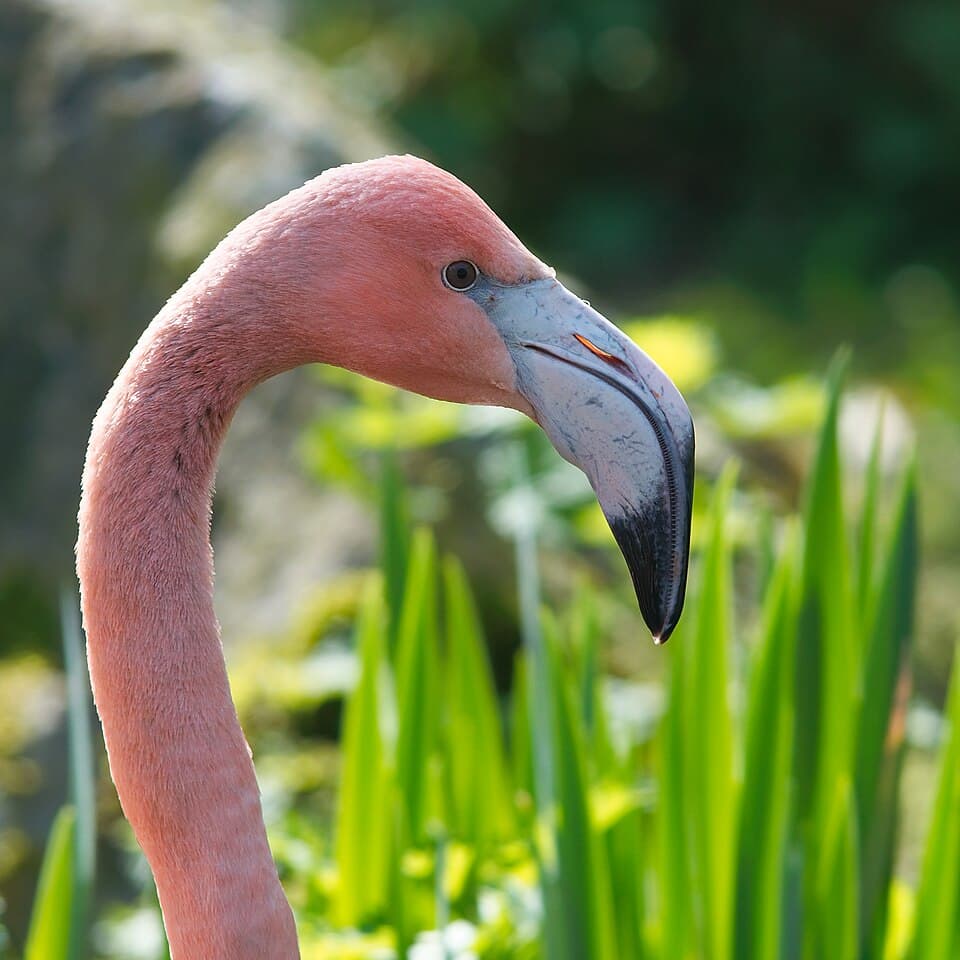 A photo of Greater Flamingo (Phoenicopterus roseus)