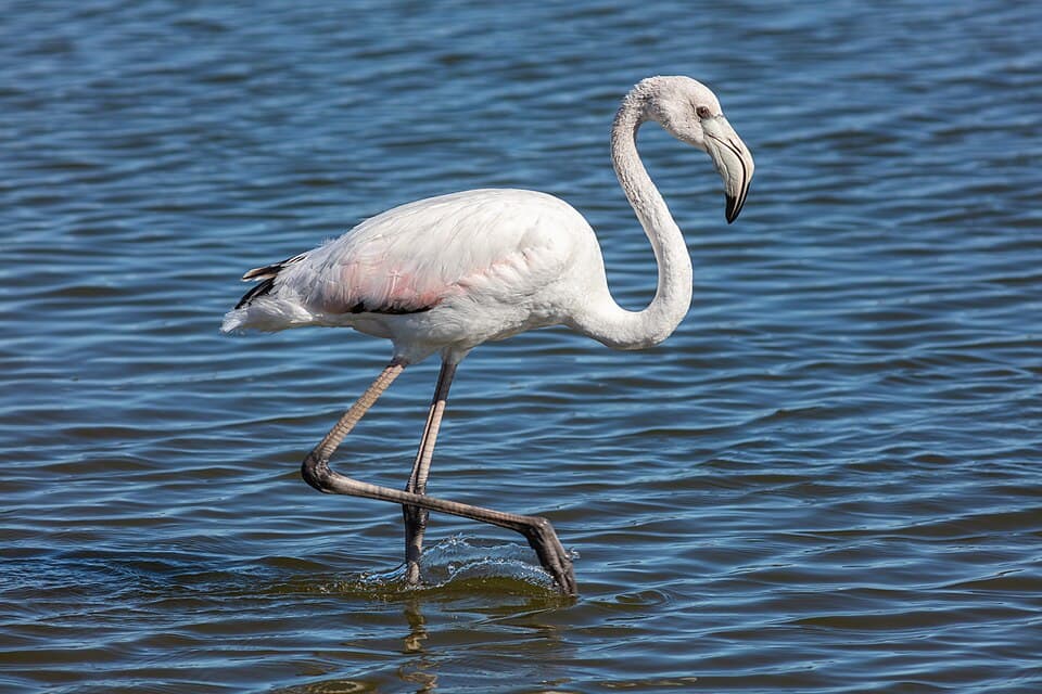 Flamenco común (Phoenicopterus roseus), Walvis Bay, Namibia, 2018-08-05, DD 30.jpg