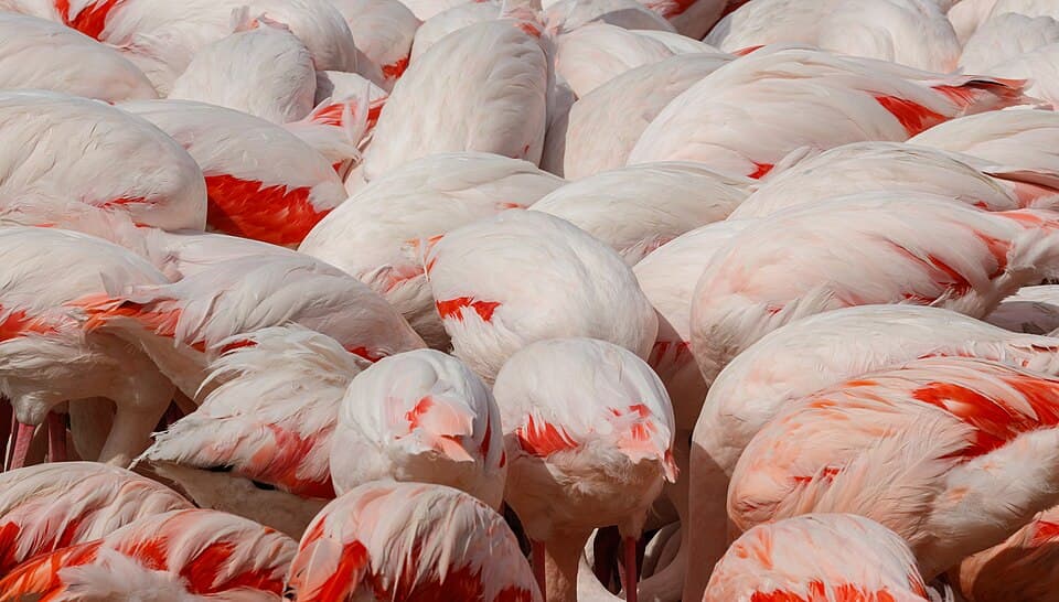 Phoenicopterus roseus - Réserve africaine de Sigean 03.jpg
