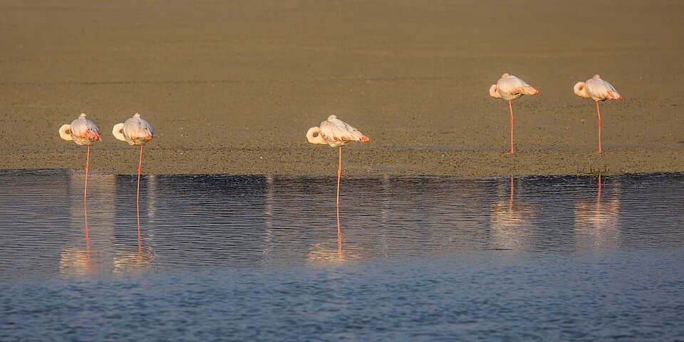 Greater flamingos (Phoenicopterus roseus) resting.jpg