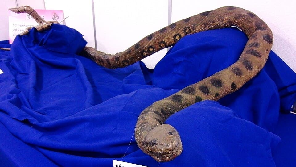Eunectes murinus from Yubari.jpg