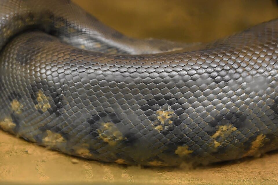 Alligator Bay - Eunectes murinus 01.jpg