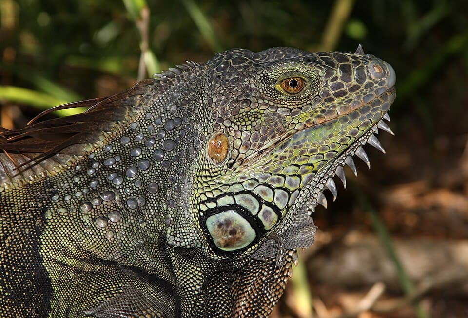 A photo of Green Iguana (Iguana iguana)