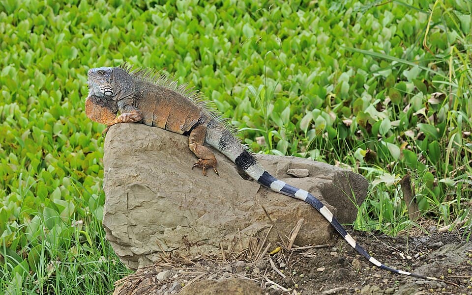 Iguana iguana Portoviejo 01.jpg