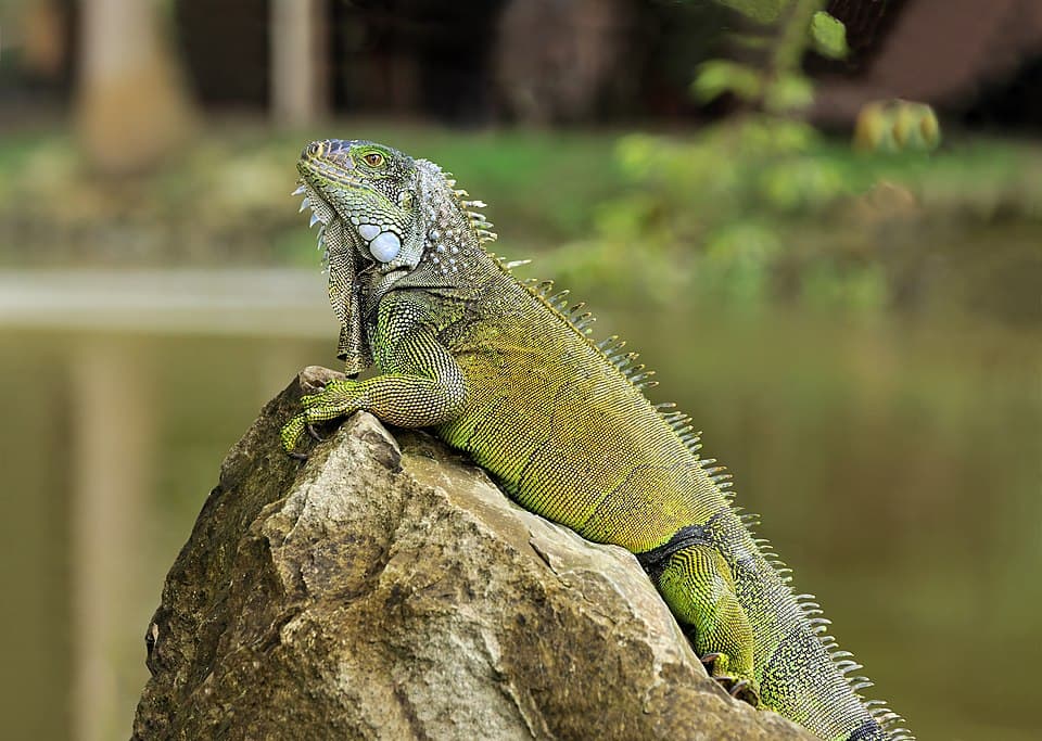 Iguana iguana Portoviejo 04.jpg