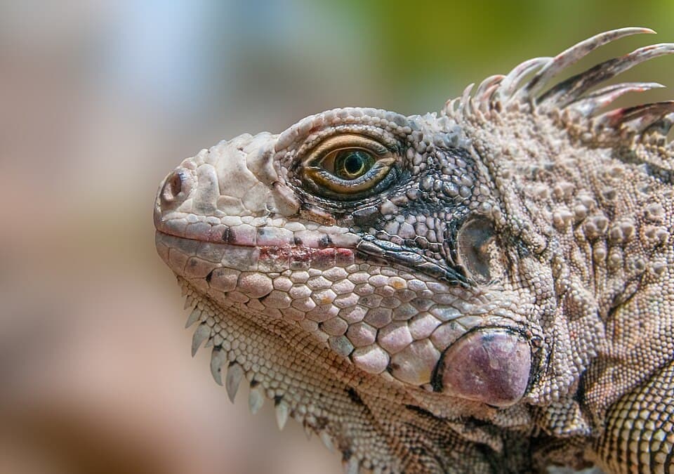 Iguana Iguana from Margarita Island.jpg