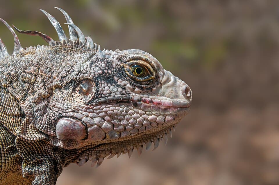 Endangered species Iguana Iguana from Margarita Island.jpg