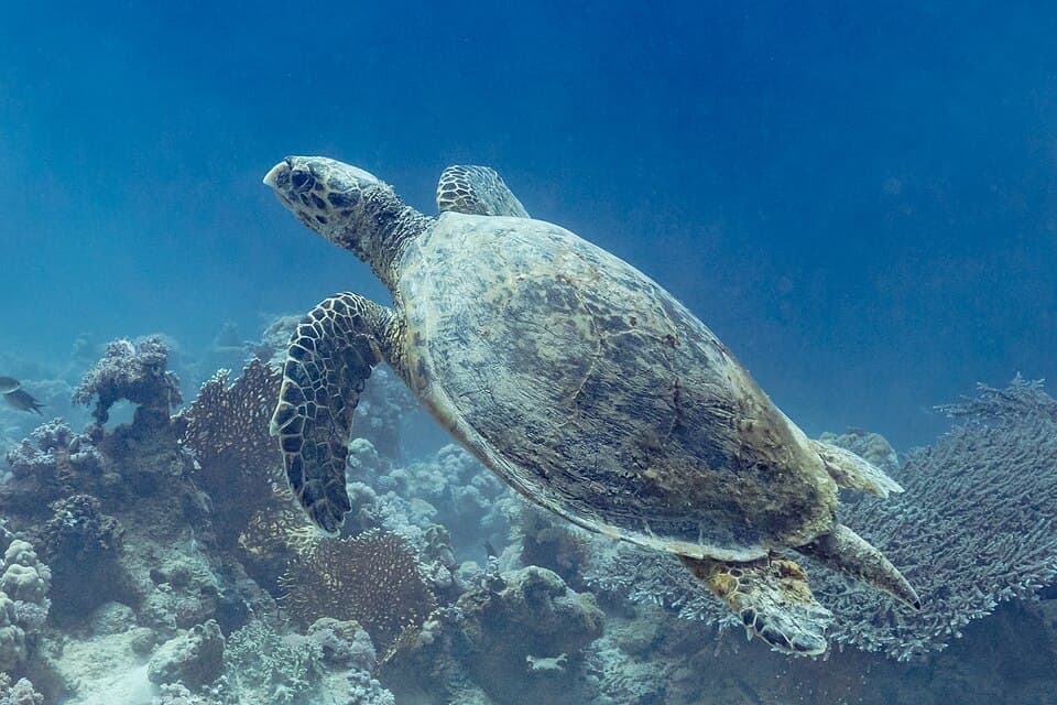 A photo of Hawksbill Sea Turtle (Eretmochelys imbricata)
