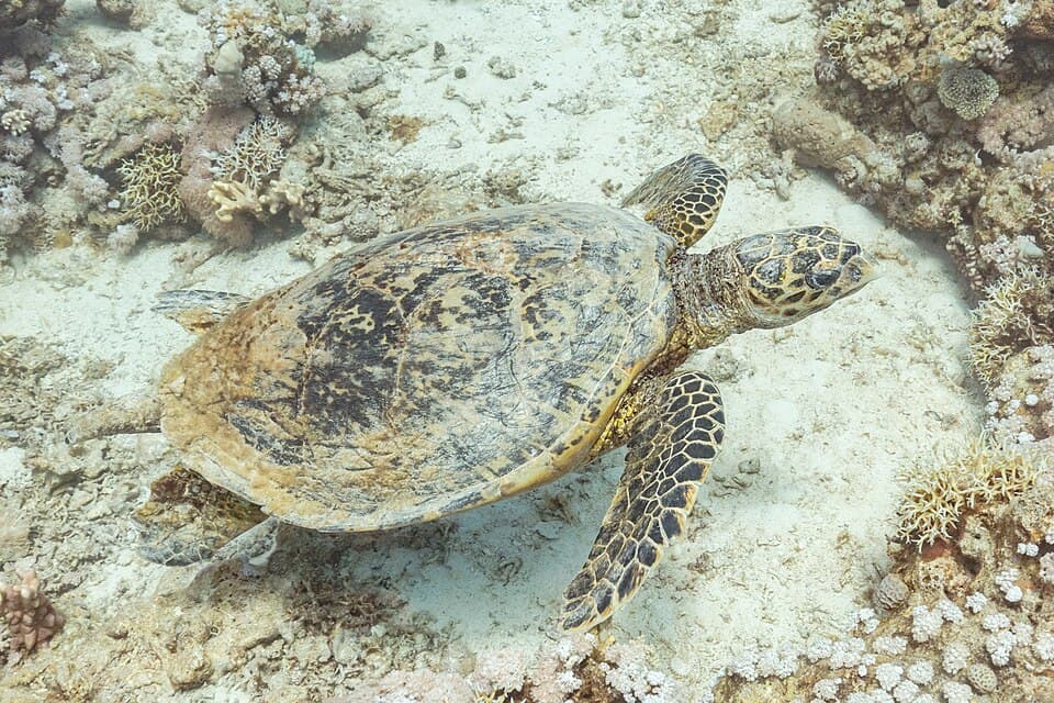 Tortuga carey (Eretmochelys imbricata), parque nacional Ras Muhammad, Egipto, 2022-03-28, DD 60.jpg