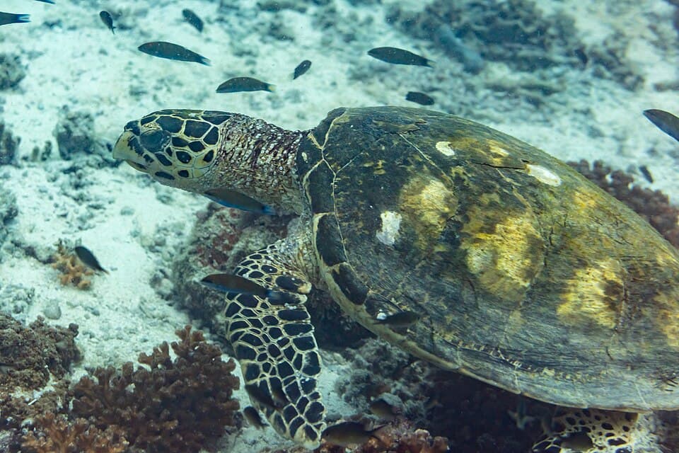 Tortuga carey (Eretmochelys imbricata), islas Ad Dimaniyat, Omán, 2024-08-13, DD 68.jpg