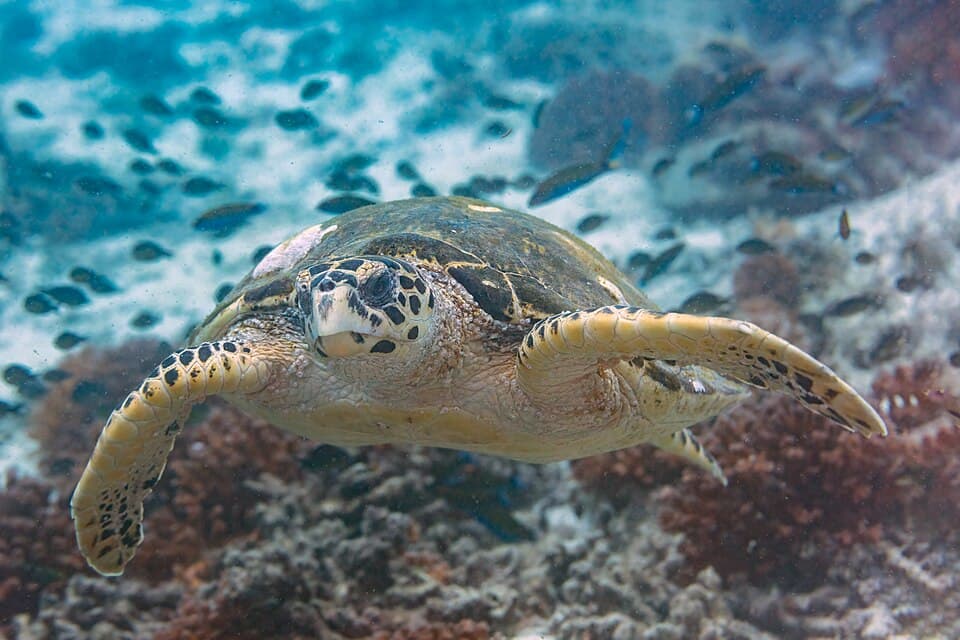 Tortuga carey (Eretmochelys imbricata), islas Ad Dimaniyat, Omán, 2024-08-13, DD 69.jpg