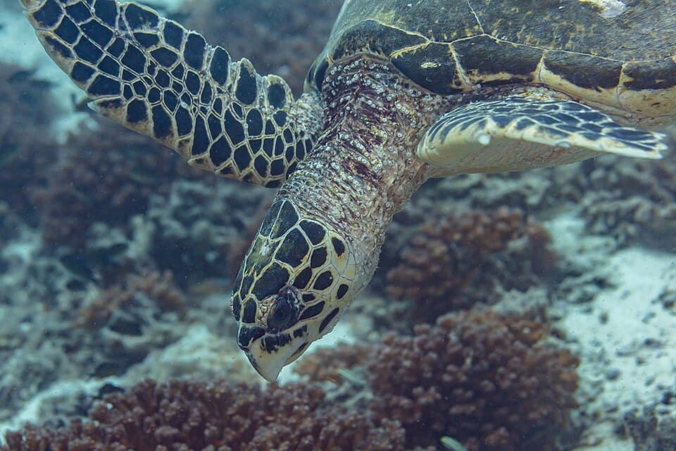 Tortuga carey (Eretmochelys imbricata), islas Ad Dimaniyat, Omán, 2024-08-13, DD 70.jpg