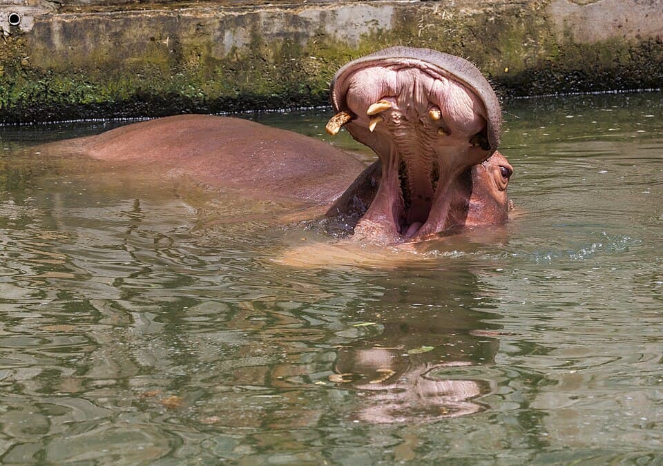 Hipopótamo (Hippopotamus amphibius), Zoo de Ciudad Ho Chi Minh, Vietnam, 2013-08-14, DD 05.JPG