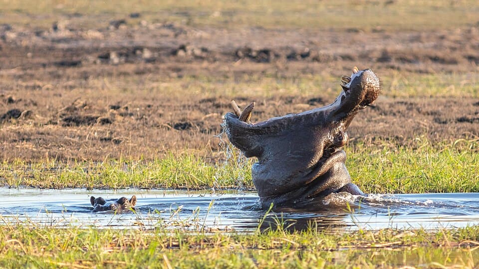Hipopótamos (Hippopotamus amphibius), parque nacional de Chobe, Botsuana, 2018-07-28, DD 79.jpg