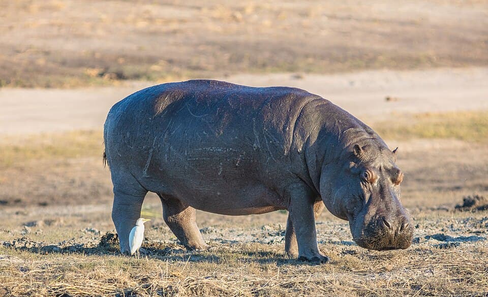 Hipopótamo (Hippopotamus amphibius), parque nacional de Chobe, Botsuana, 2018-07-28, DD 82.jpg