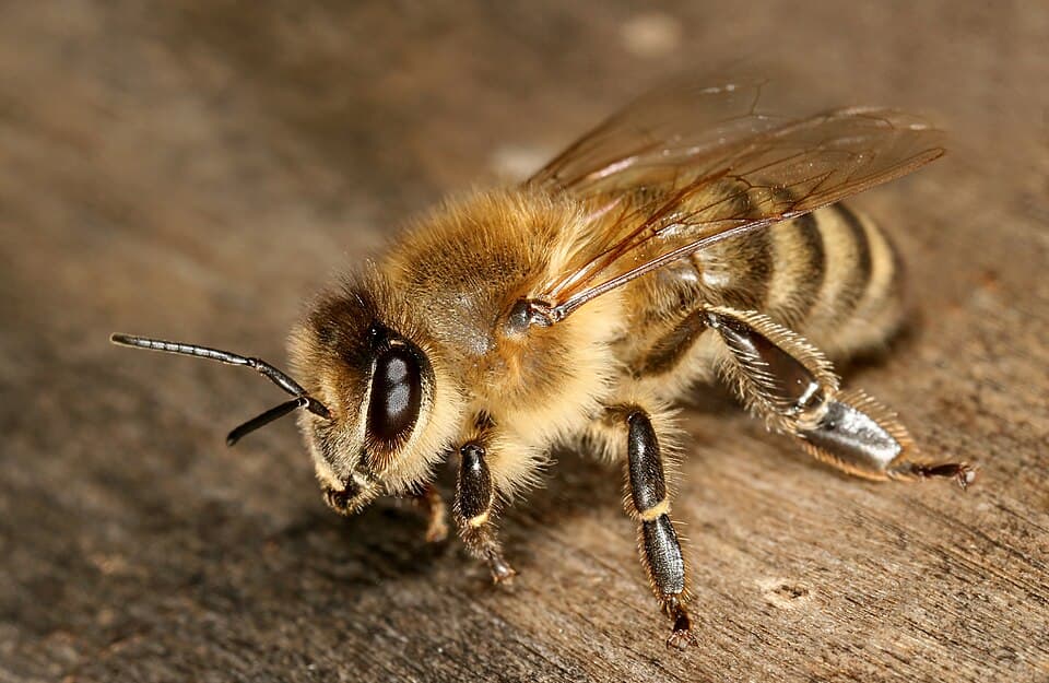 Apis mellifera carnica worker hive entrance 3.jpg