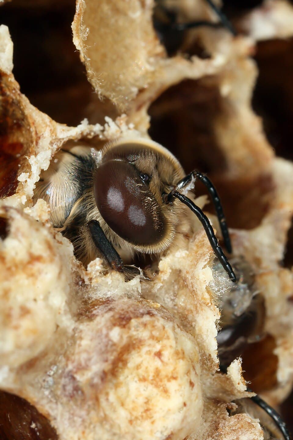Apis mellifera carnica drone aborning.jpg