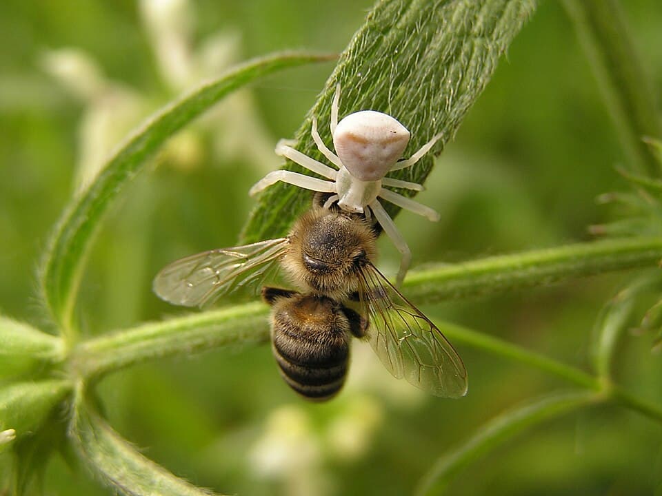 Thomisus onustus with Apis mellifera.jpg