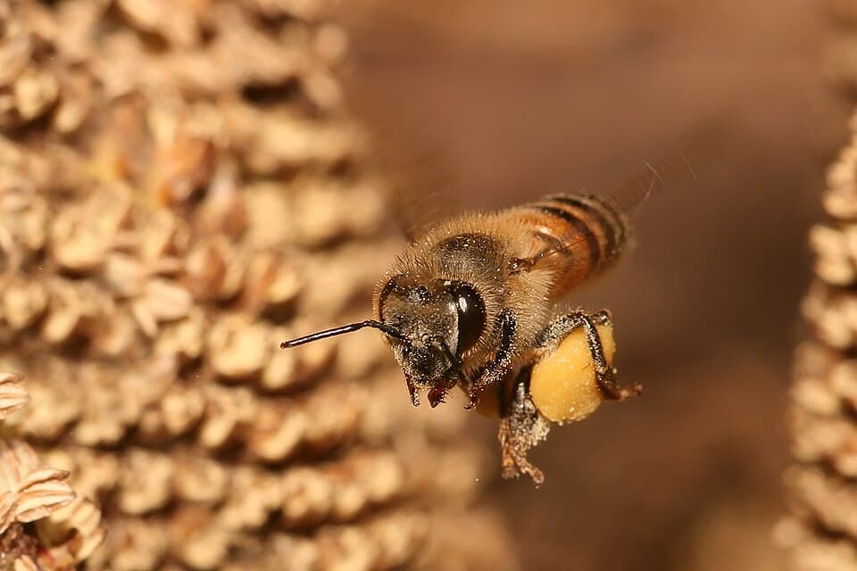 Apis mellifera flying.jpg