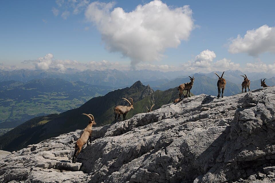 A photo of Ibex (Capra ibex)